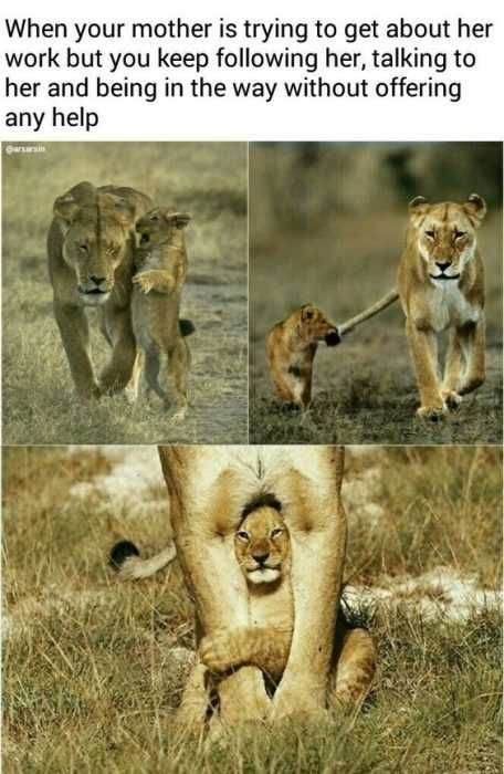 When your mother is trying to get about her work but you keep following her, talking to her and being in the way without offering any help