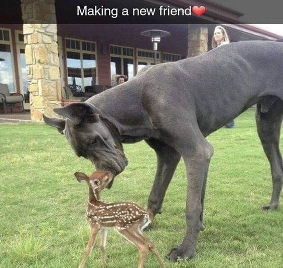 Making a new friend
