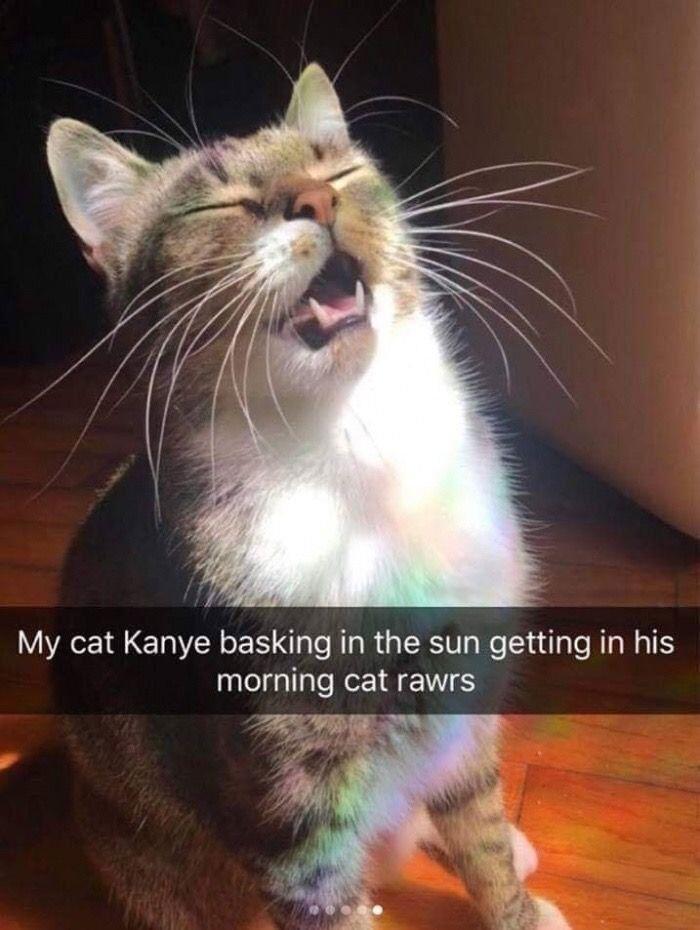 My cat Kanye basking in the sun getting in his morning cat rawrs