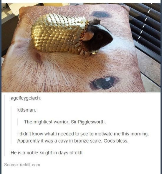 agelfeygelach: kittsman: The mightiest warrior, Sir Pigglesworth. i didn't know what i needed to see to motivate me this morning. Apparently it was a cavy in bronze scale. Gods bless. He is a noble knight in days of old! Source:reddit.com