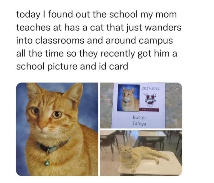 today I found out the school my mom teaches at has a cat that just wanders into classrooms and around campus all the time so they recently got him a school picture and id card 2021-2022 Buster Tafoya