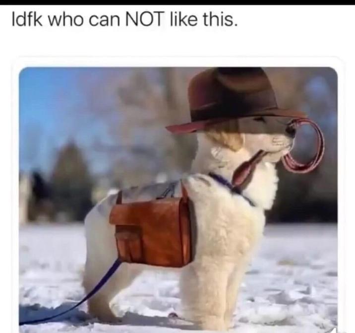 Idfk who can NOT like this.