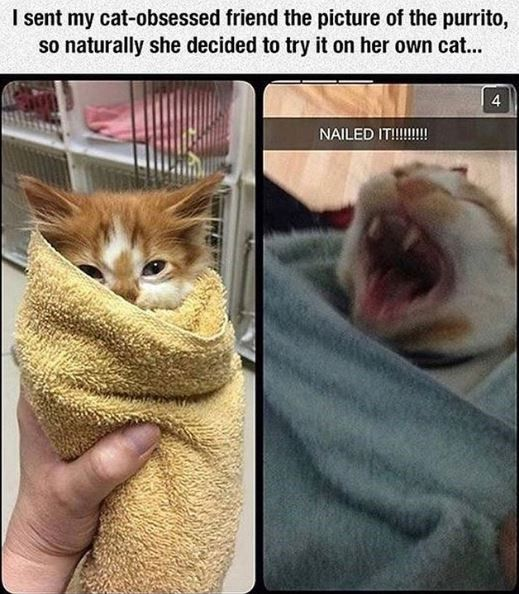 I sent my cat-obsessed friend the picture of the purrito, so naturally she decided to try it on her own cat... NAILED IT!!!!!!!!!! 4