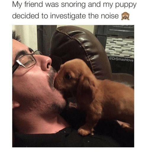 My friend was snoring and my puppy decided to investigate the noise @DrSmashlove