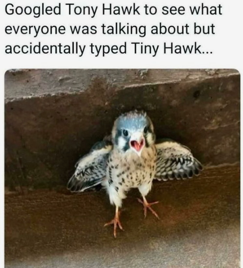 Googled Tony Hawk to see what everyone was talking about but accidentally typed Tiny Hawk...