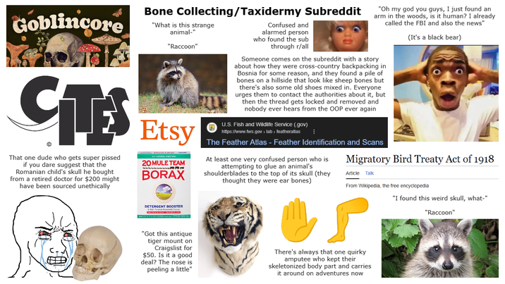 Goblincore CITES That one dude who gets super p----- if you dare suggest that the Romanian child's skull he bought from a retired doctor for $200 might have been sourced unethically Bone Collecting/Taxidermy Subreddit "What is this strange animal-" "Raccoon" Etsy ALL NATURAL SINCE 1931 20 MULE TEAM * BORAX DETERGENT BOOSTER Hold C CMDE IN WON SE NE IN SIRIM SMA Confused and alarmed person who found the sub through r/all "Oh my god you guys, I just found an arm in the woods, is it human? I already called the FBI and also the news" Someone comes on the subreddit with a story about how they were cross-country backpacking in Bosnia for some reason, and they found a pile of bones on a hillside that look like sheep bones but there's also some old shoes mixed in. Everyone urges them to contact the authorities about it, but then the thread gets locked and removed and nobody ever hears from the OOP ever again U.S. Fish and Wildlife Service (.gov) https://www.fws.gov> lab> featheratlas The Feather Atlas - Feather Identification and Scans At least one very confused person who is attempting to glue an animal's shoulderblades to the top of its skull (they thought they were ear bones) (It's a black bear) Migratory Bird Treaty Act of 1918 Article Talk From Wikipedia, the free encyclopedia "I found this weird skull, what-" "Raccoon" "Got this antique tiger mount on Craigslist for $50. Is it a good deal? The nose is peeling a little" There's always that one quirky amputee who kept their skeletonized body part and carries it around on adventures now