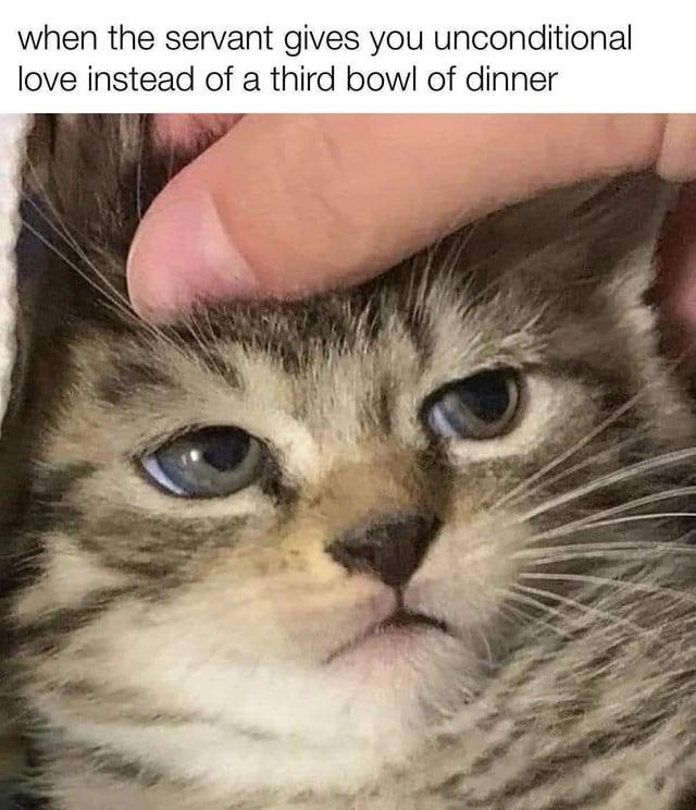 when the servant gives you unconditional love instead of a third bowl of dinner