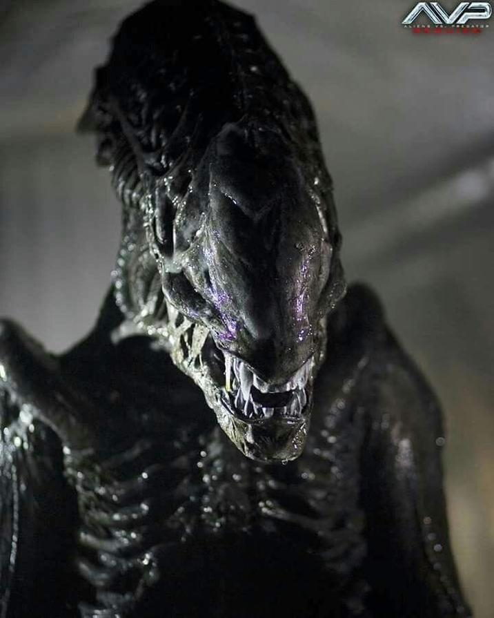 AVP ALIENS VA SHEE