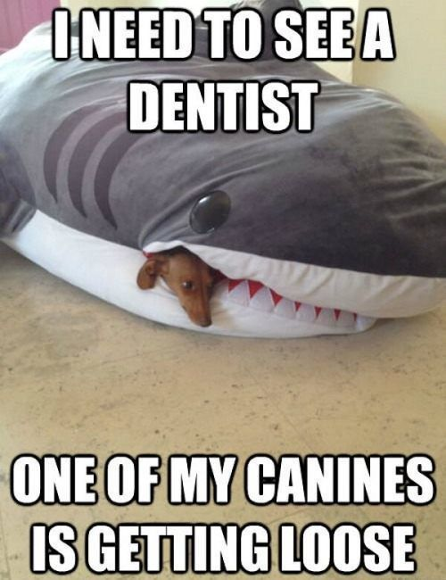 I NEED TO SEE A DENTIST ONE OF MY CANINES IS GETTING LOOSE
