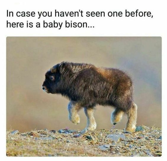 In case you haven't seen one before, here is a baby bison...