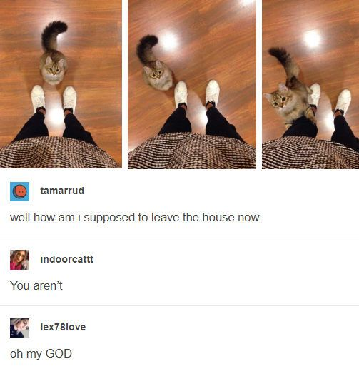 tamarrud well how am i supposed to leave the house now indoorcattt You aren't lex78love oh my GOD