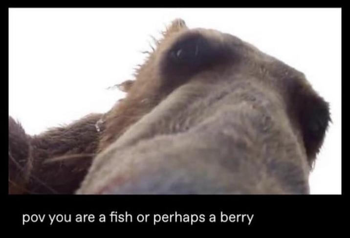 pov you are a fish or perhaps a berry