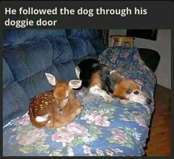He followed the dog through his doggie door