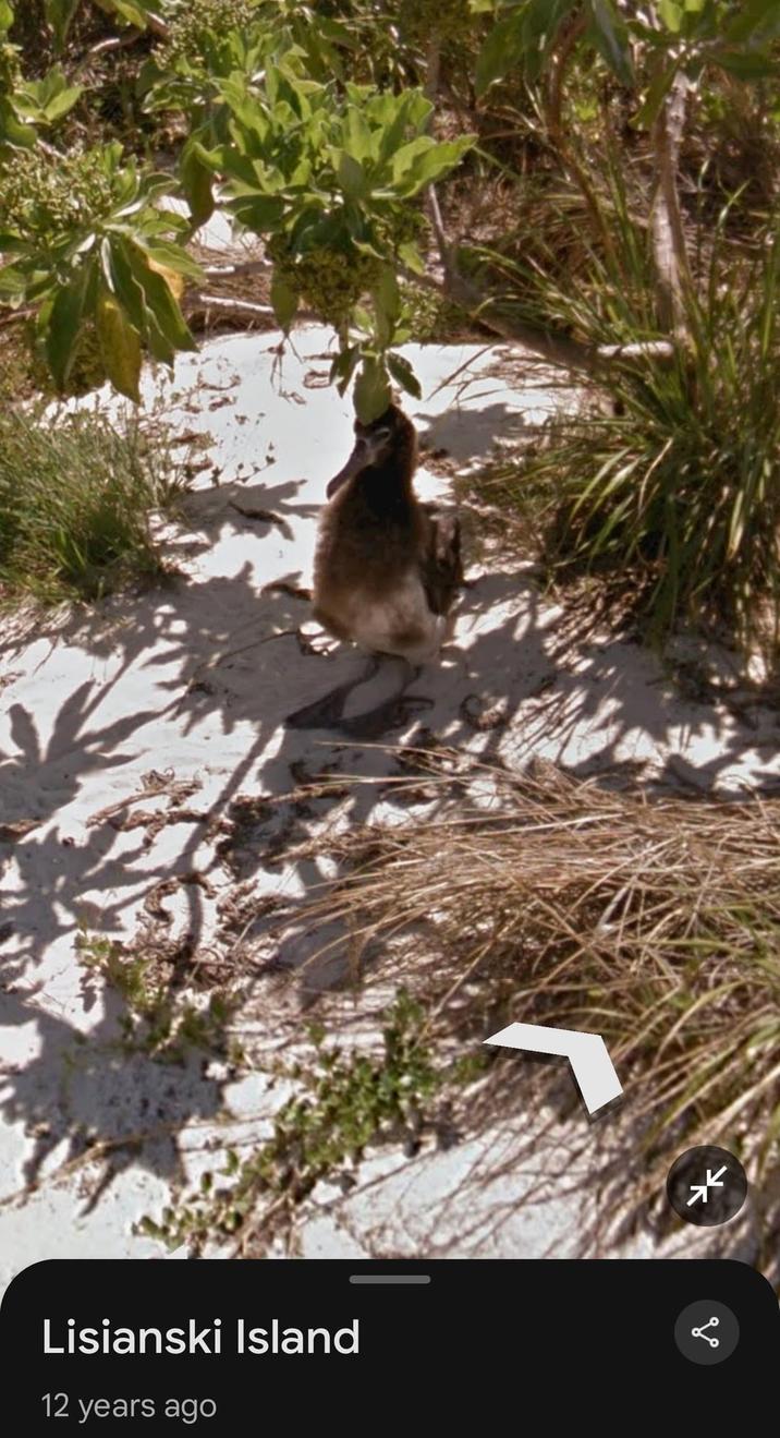 Lisianski Island 12 years ago бо