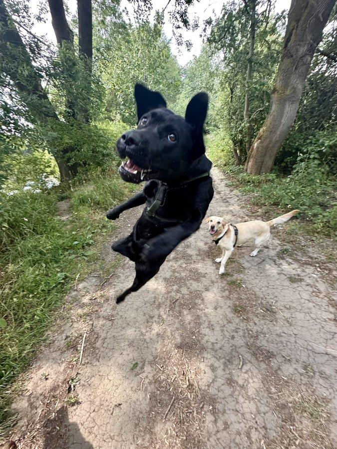 A photo by X user @kwoade. The photo shows a black lab named Tink jumping in the air.