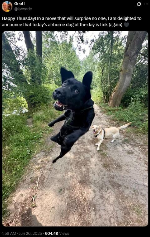 Geoff @kwoade 0 Happy Thursday! In a move that will surprise no one, I am delighted to announce that today's airborne dog of the day is tink (again) 1:58 AM - Jun 26, 2025 - 604.4K Views