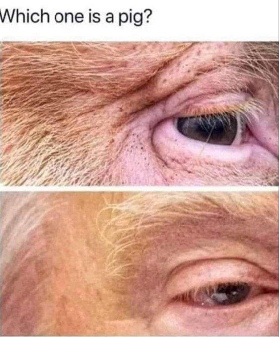 Which one is a pig?