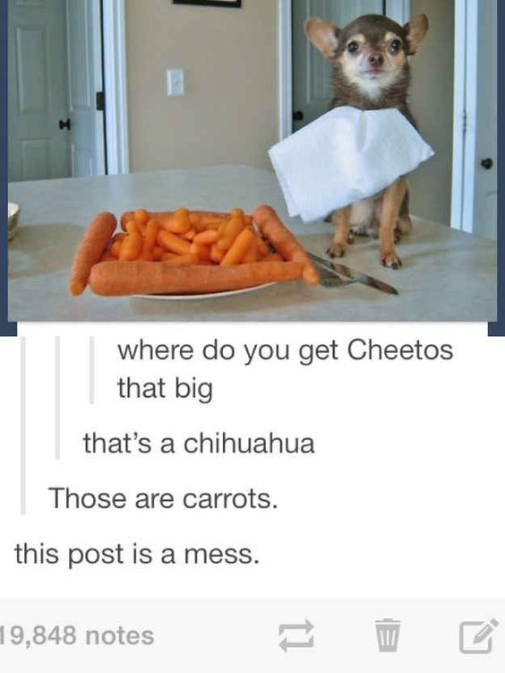 M where do you get Cheetos that big that's a chihuahua Those are carrots. this post is a mess. 19,848 notes