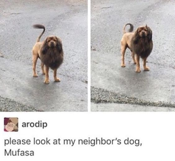 arodip please look at my neighbor's dog, Mufasa