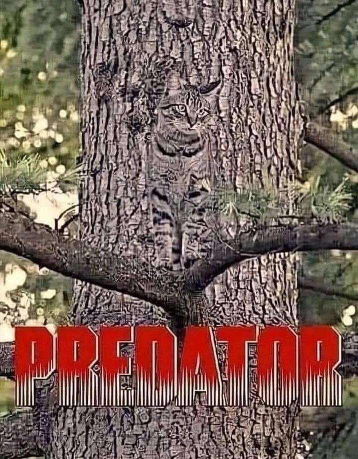 RECATOR