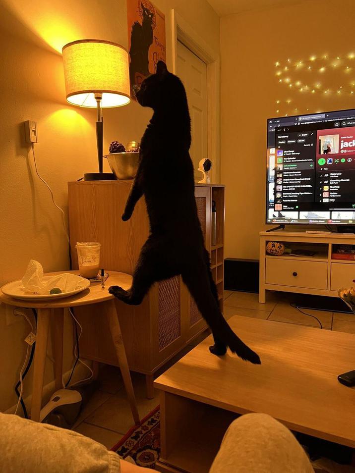 OL OF EVERY PEARSSE 11 jack