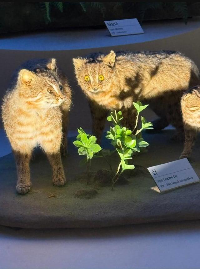 V 원숭이 wes Markes 삵 Leopard Cat Felis bengalenas exptilura