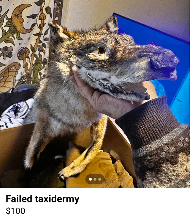 Failed taxidermy $100