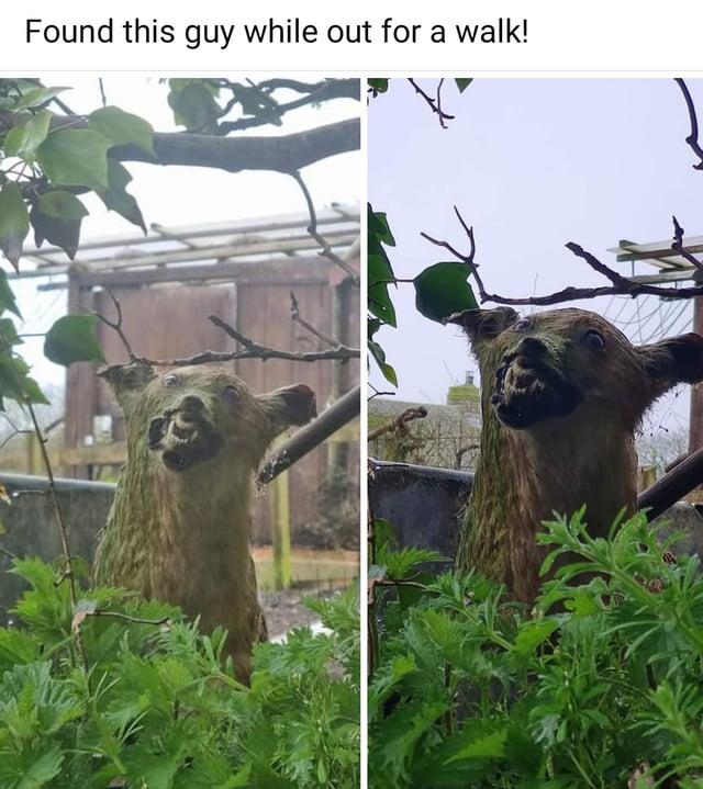 Found this guy while out for a walk!