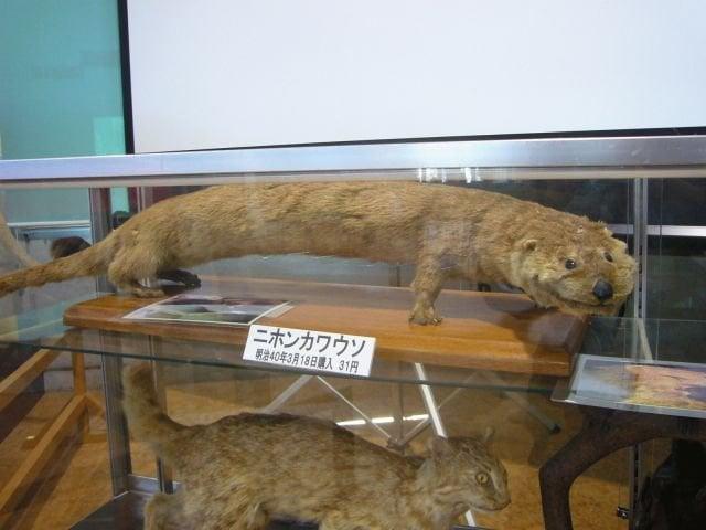 ニホンカワウソ 明治40年3月18日購入 31円