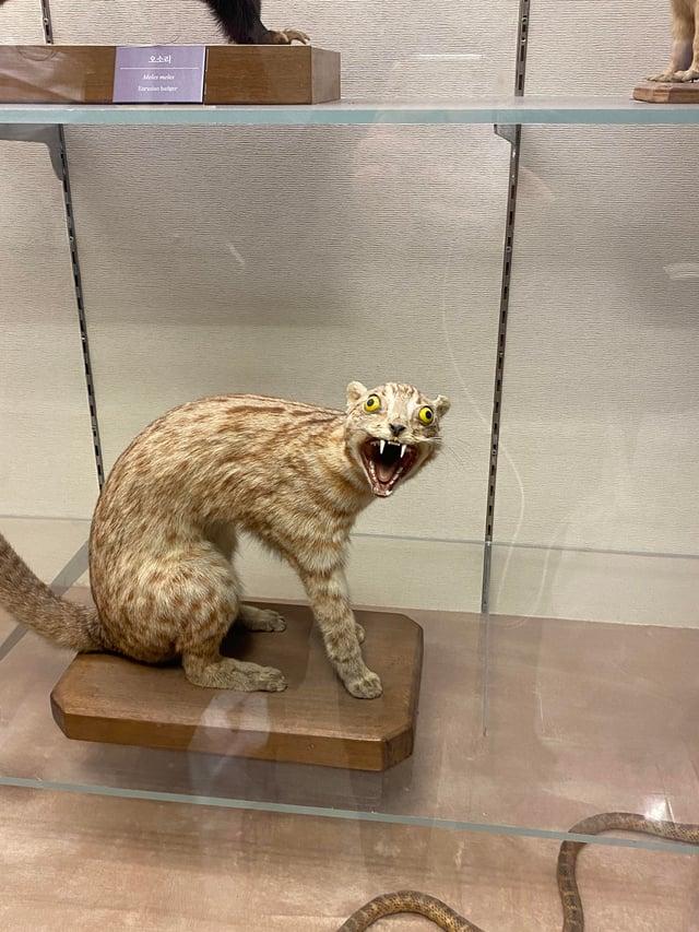 오소리 Meles meles Eurasian badger