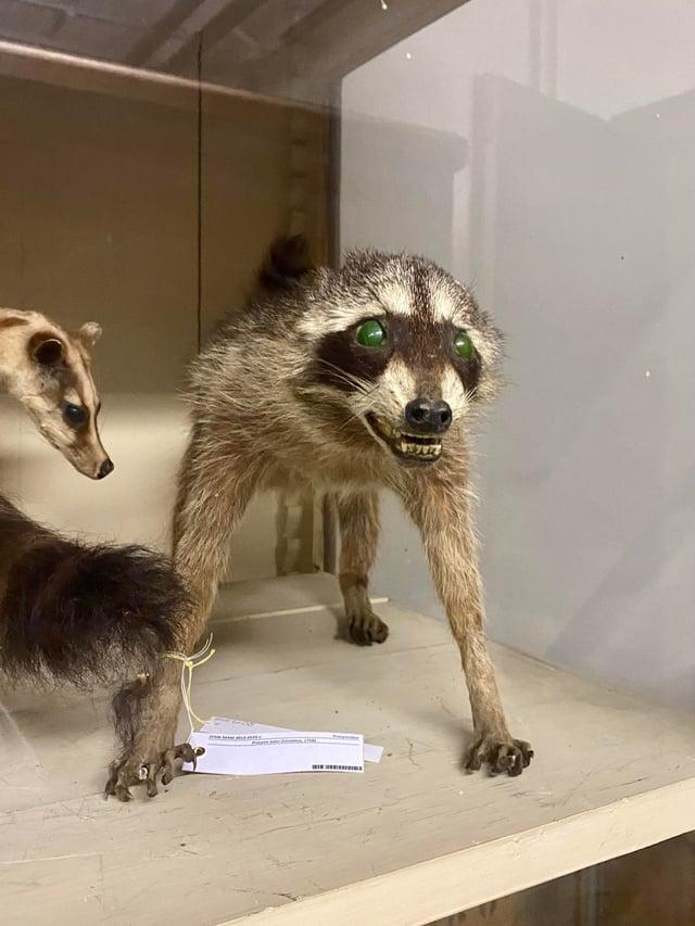 ZEME MAM 2013-0545-4 Procyonidae Procyon fotor (Linnaeus, 1758)