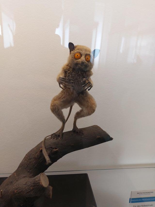 SENCKENBERG world of biodivers. PREMIUM-PATENSCHAF Für den Koboldmaki