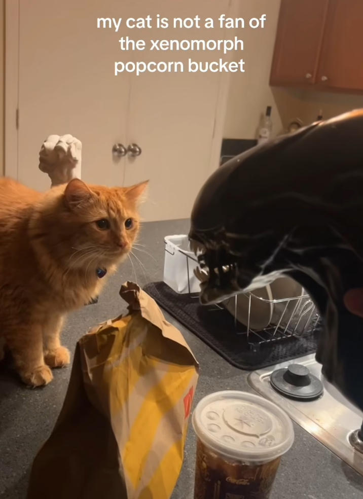 my cat is not a fan of the xenomorph popcorn bucket Coca-Cola