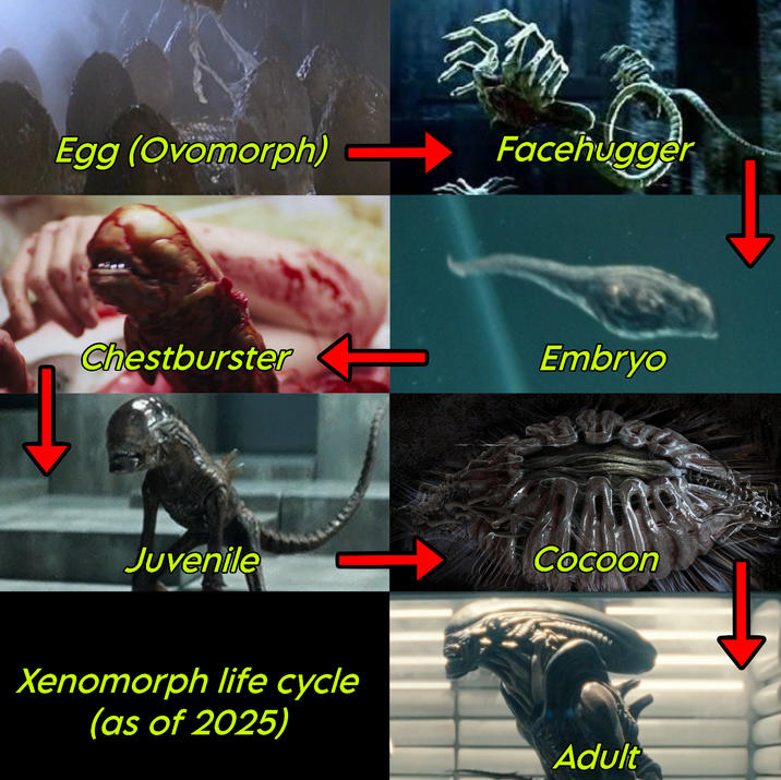 Egg (Ovomorph) Facehugger Chestburster Embryo Juvenile Xenomorph life cycle (as of 2025) Cocoon Adult
