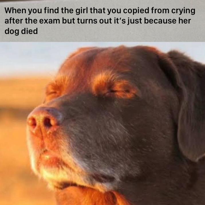 When you find the girl that you copied from crying after the exam but turns out it's just because her dog died