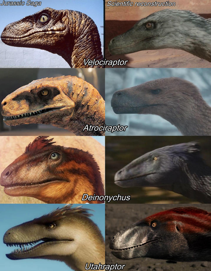 Jurassic Saga Scientific reconstruction moo.loorbanojaniwrista www Velociraptor Atrociraptor Deinonychus Utahraptor