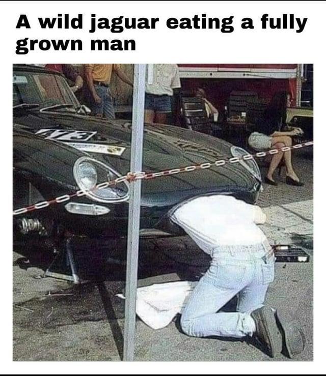 A wild jaguar eating a fully grown man B