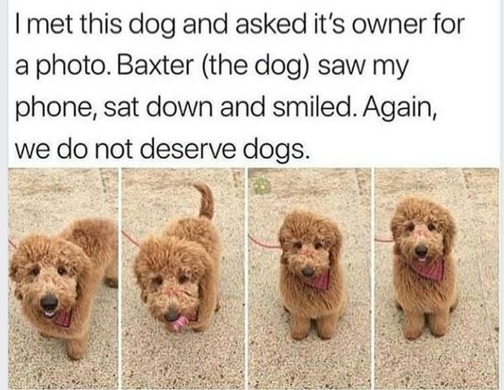 I met this dog and asked it's owner for a photo. Baxter (the dog) saw my phone, sat down and smiled. Again, we do not deserve dogs.