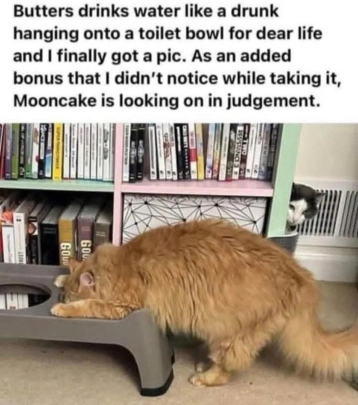 RESISTANCE 3 Butters drinks water like a drunk hanging onto a toilet bowl for dear life and I finally got a pic. As an added bonus that I didn't notice while taking it, Mooncake is looking on in judgement. GOU GO