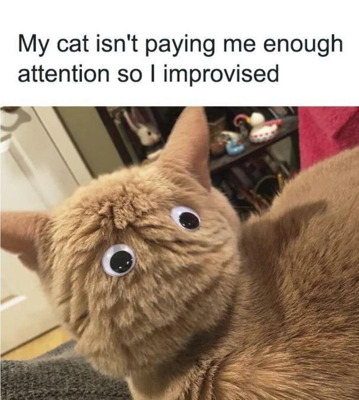 My cat isn't paying me enough attention so I improvised