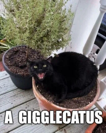 A GIGGLECATUS