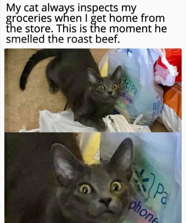 My cat always inspects my groceries when I get home from the store. This is the moment he smelled the roast beef. Pa phone. Pa phone