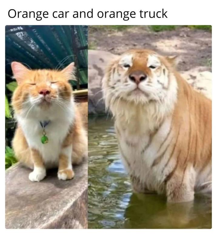 Orange car and orange truck