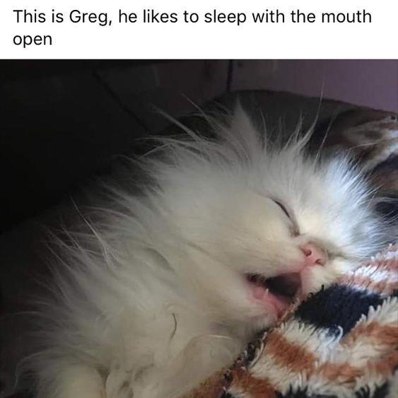 This is Greg, he likes to sleep with the mouth open