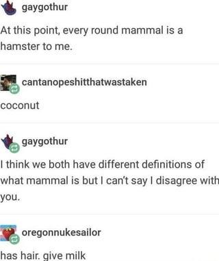 gaygothur At this point, every round mammal is a hamster to me. cantanopeshitthatwastaken coconut gaygothur I think we both have different definitions of what mammal is but I can't say I disagree with you. oregonnukesailor has hair. give milk