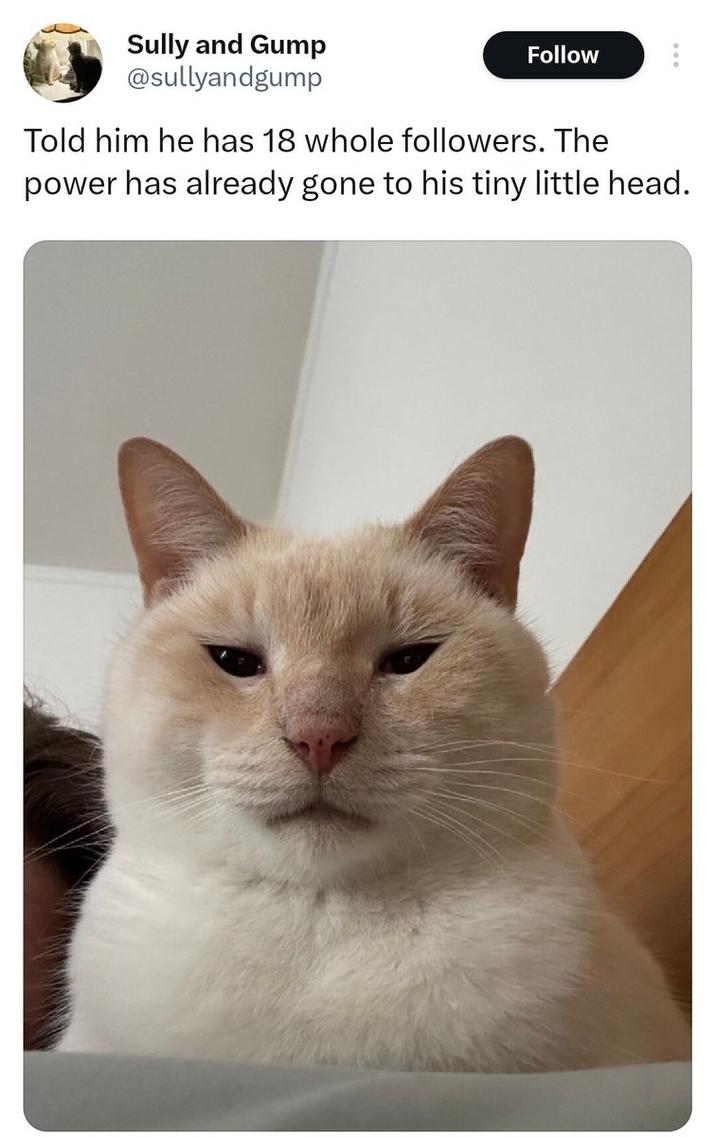 Sully and Gump @sullyandgump Follow Told him he has 18 whole followers. The power has already gone to his tiny little head.