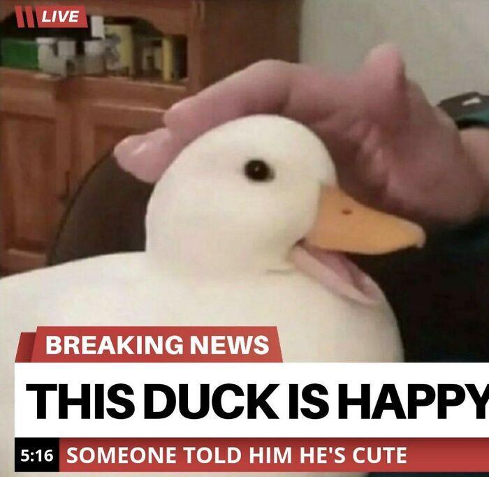LIVE BREAKING NEWS THIS DUCK IS HAPPY 5:16 SOMEONE TOLD HIM HE'S CUTE