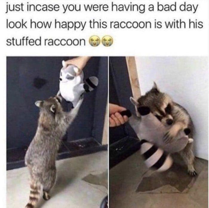 just incase you were having a bad day look how happy this raccoon is with his stuffed raccoon 3117
