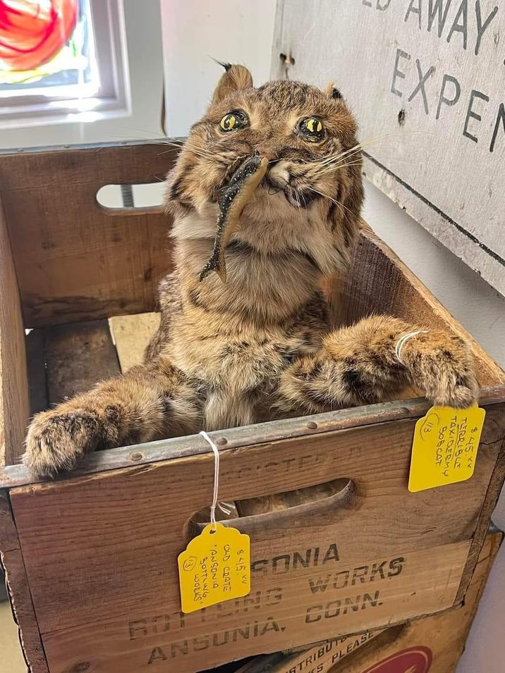 EXPE 45. TERRIBLE TERMY 113 BOTTLING ⑬WORKS ANSONIA 8415 XV OLD CRATE ΕΠΝΙΑ WORKS ANSUNIA, CONN S PLEASE TRIBUT