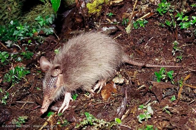 André Baertschi | wildtropix.com